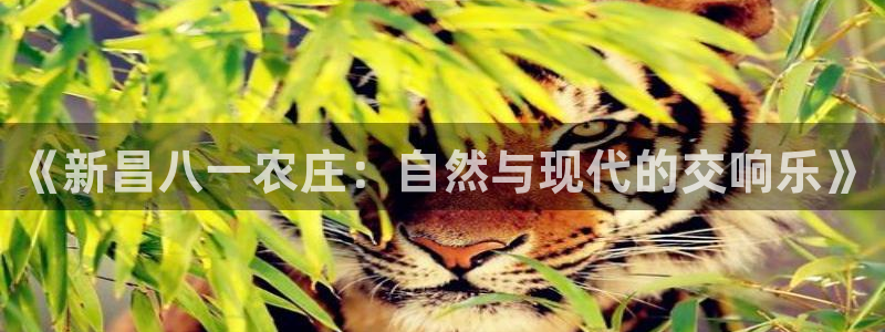 九游会真人游戏第一品