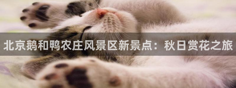 灯游会九门