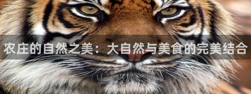九游会j 9