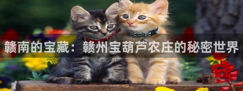 九游会赌场在哪