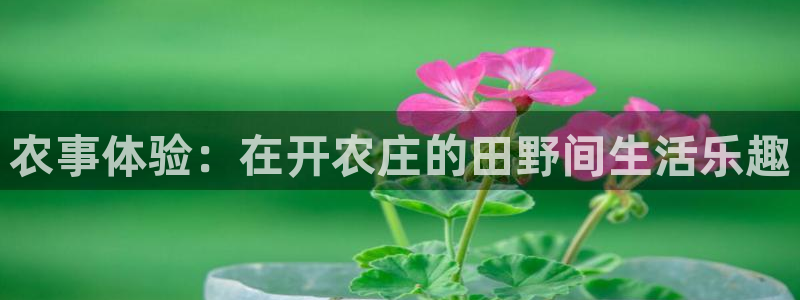 九游与九游会