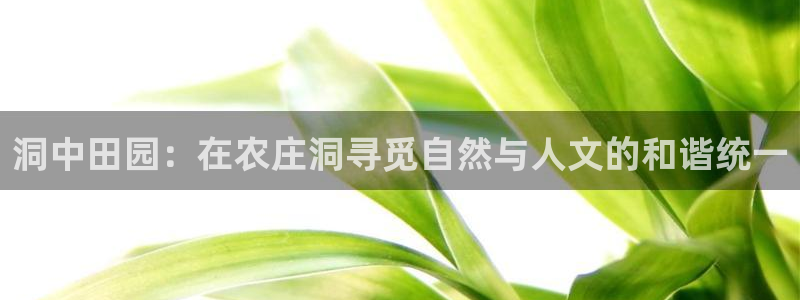 亚游和九游会