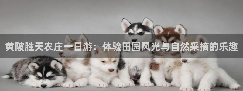 九游会刮刮乐