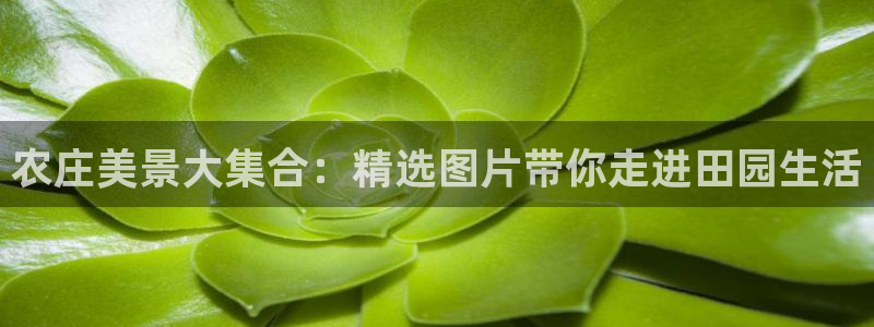 担保网九游会